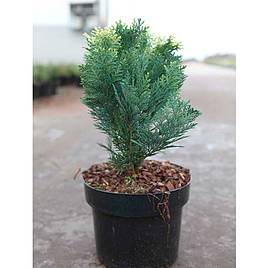 Chamaecyparis lawsoniana Pygmaea Argentea