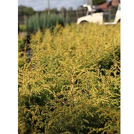 Juniperus communis Green Carpet