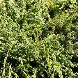 Juniperus communis Repanda