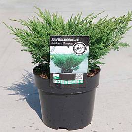 Juniperus horizontalis Andorra Compact