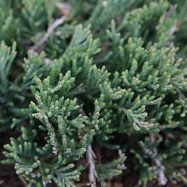 Juniperus horizontalis Wiltonii