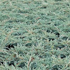 Juniperus squamata Blue Carpet