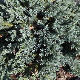 Juniperus squamata Blue Star