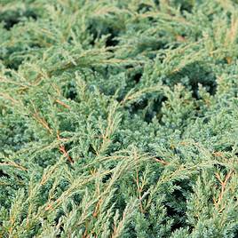 Juniperus squamata Blue Swede