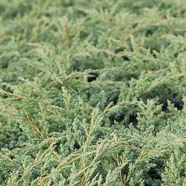 Juniperus squamata Dream Joy