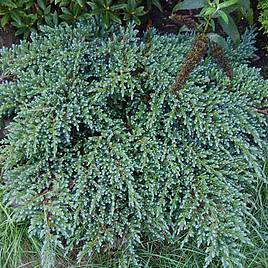 Juniperus squamata Meyeri