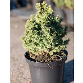 Picea glauca Alberta Globe