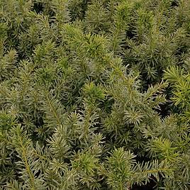 Taxus x media Densiformis