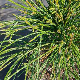 Thuja plicata Whipcord