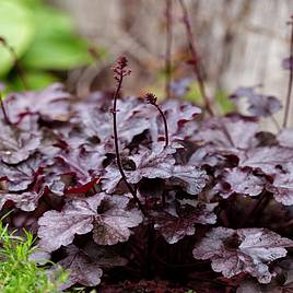 Heuchera villosa Palace Purple