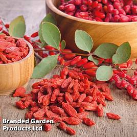 Goji Berry Synthia