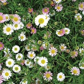 Erigeron Stallone