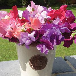 Sweet Pea Spencer Mix (Organic) - Seeds