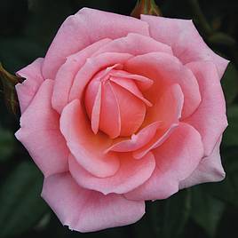 Rose Star Performer (Climbing Rose)