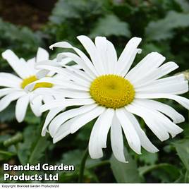 Shasta Daisy Starburst