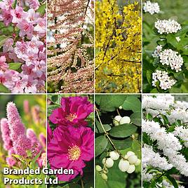 Spring Saver Shrub Collection