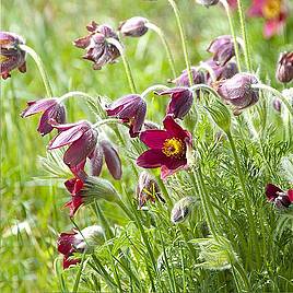 Pulsatilla rubra