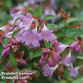 Abelia Pink Pong