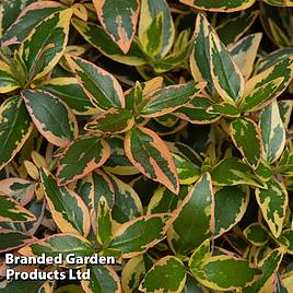 Abelia x grandiflora Tricolour Charm