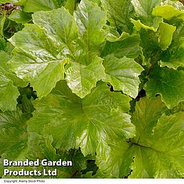 Acanthus mollis Hollards Gold