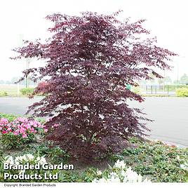 Acer palmatum Black Lace