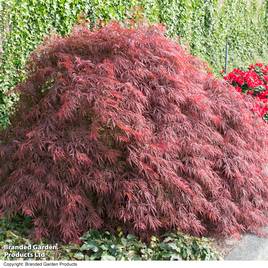 Acer palmatum Crimson Queen