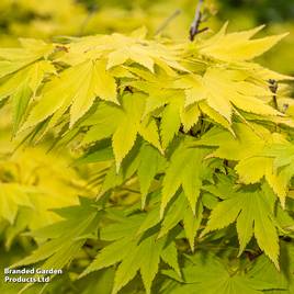 Acer Shirasawanum Jordan