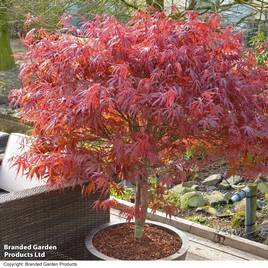 Acer Palmatum Peve Dave