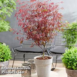 Acer palmatum Royal Garnet ®