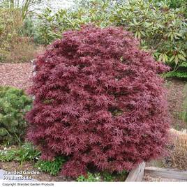 Acer palmatum Shaina