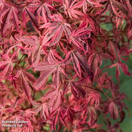 Acer palmatum Shirazz