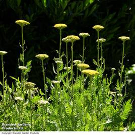 Achillea filipendulina Cloth of Gold