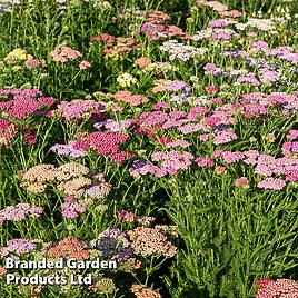 Achillea millefolium Colorado Mixed