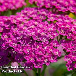 Achillea millefolium Lilac Beauty