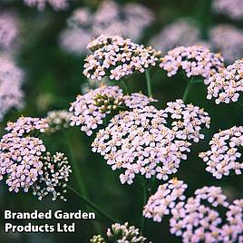 Achillea sibirica camschatica Love Parade