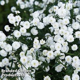 Achillea Noblessa