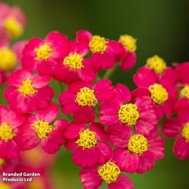 Achillea millefolium Paprika