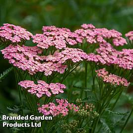 Achillea millefolium Pink Grapefruit (Tutti Frutti Series)