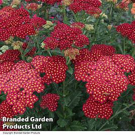 Achillea millefolium Strawberry Seduction