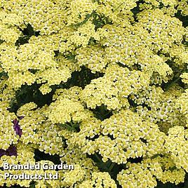 Achillea Summer Fruits Lemon