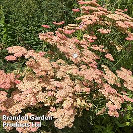 Achillea Summer Fruits Salmon