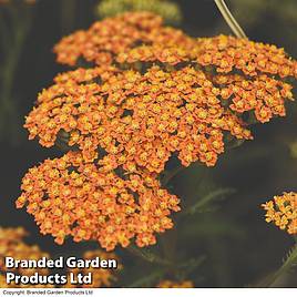 Achillea Terracotta