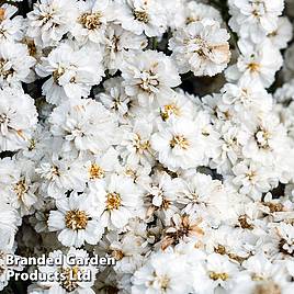 Achillea ptarmica The Pearl