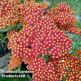 Achillea millefolium Walther Funcke