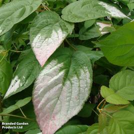 Actinidia Kolomikta