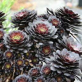 Aeonium arboreum Tip Top