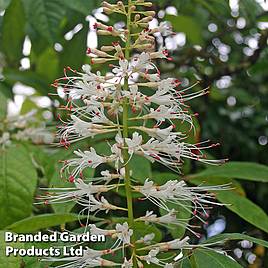 Aesculus parviflora