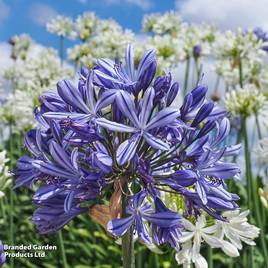 Agapanthus African Skies