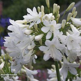 Agapanthus Arctic Star