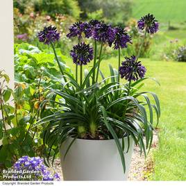 Agapanthus Black Jack